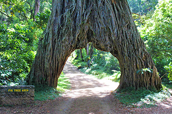 Arusha National Park Hike Day Trip