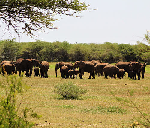 Lake Manyara National Park Day Trip