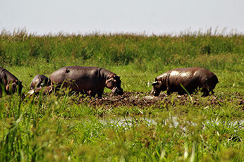 Lake Manyara National Park Day Trip
