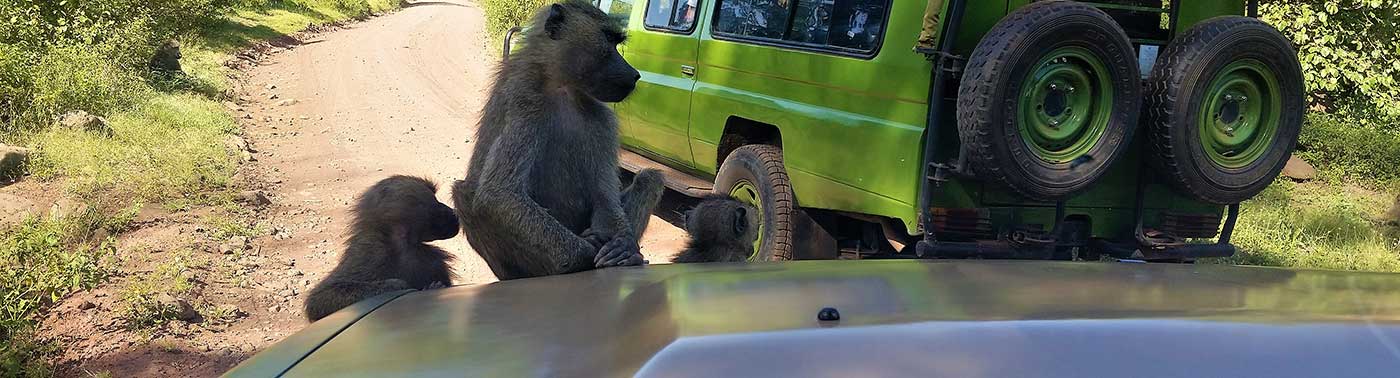 Lake Manyara National Park Day Trip