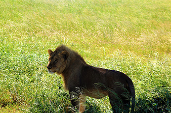 Ngorongoro Crater Day Trip