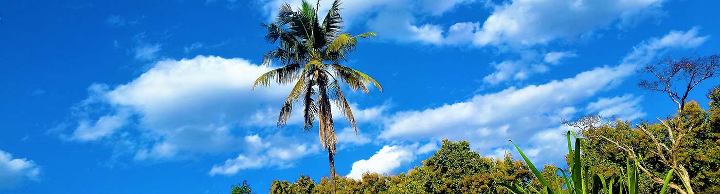 Rau Forest Bike Day Trip