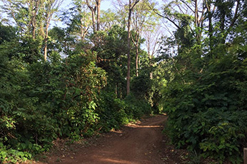 Rau Forest Bike Day Trip