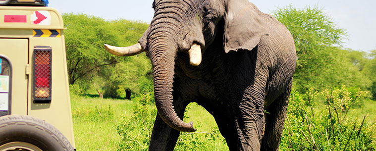 Tarangire National Park Day Trip