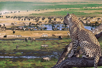 Serengeti Migration Safari
